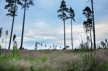 Çam ağaçları bulutlu gökyüzü karşı alanındaki.