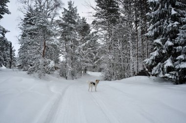 Beyaz köpek kış orman karlı yol.
