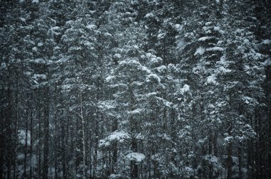 Bir soğuk kış günü kar ile kaplı çam ormanı karşı kar yağışı