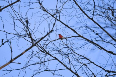 Gökyüzüne karşı dallar şakrak kuşu.