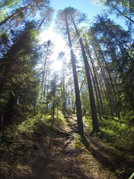Summer Forest Trail Sun Light Rays Shining Trees — Stock Photo, Image