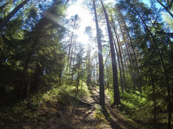 Zomer Bospad Met Licht Stralen Van Zon Schijnt Achter Bomen — Stockfoto