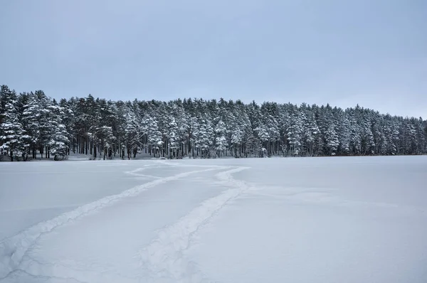 Footsteps Tracks Snowed Frozen Lake Pine Forest — Stock Photo, Image