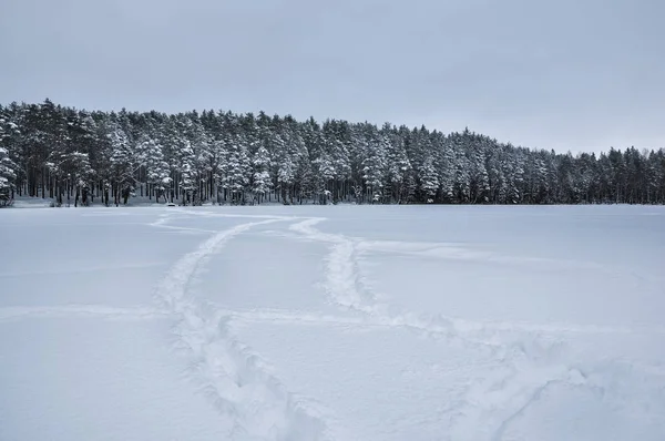 Footsteps Tracks Snowed Frozen Lake Pine Forest — Stock Photo, Image