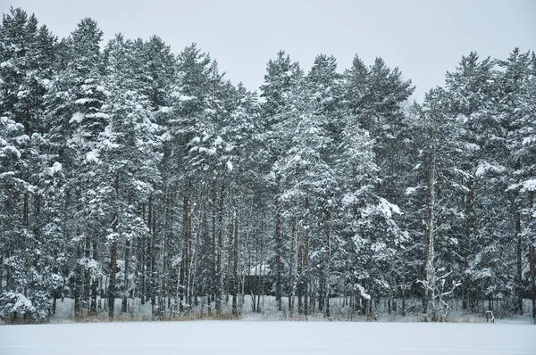 Nieve Contra Bosque Pinos Cubierto Nieve Frío Día Invierno —  Fotos de Stock
