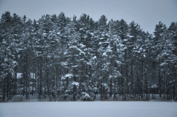 Snowfall Pine Forest Covered Snow Cold Winter Day — Stock Photo, Image