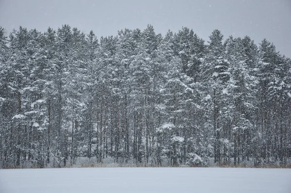 Snowfall Pine Forest Covered Snow Cold Winter Day — Stock Photo, Image