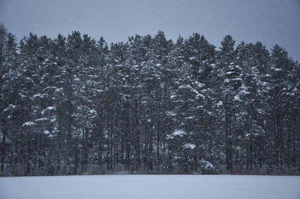 Snowfall Pine Forest Covered Snow Cold Winter Day — Stock Photo, Image