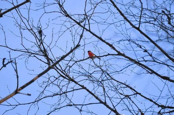 Bullfinch Nos Ramos Contra Céu — Fotografia de Stock