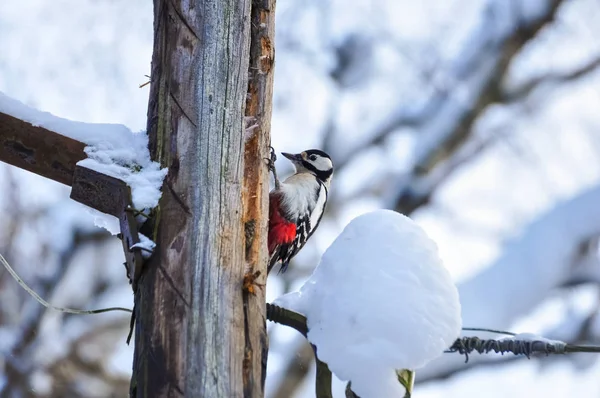 Spechtvogel Sitzt Auf Einer Holzstange — Stockfoto