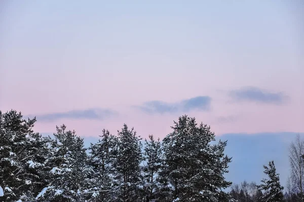 Вершины Сосен Покрыты Снегом Против Розового Неба Заката — стоковое фото