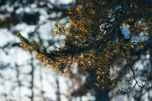 Fir Tree Twig Close Blurred Bokeh Background Soft Evening Light — Stock Photo, Image