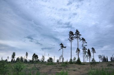 Çam ağaçları bulutlu gökyüzü karşı alanındaki.