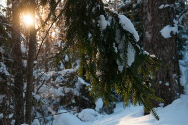 Güneş ışığında Çamın dalları kar yağdı. Ormanda kış günbatımı