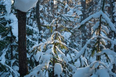 Güneş ışığında Çamın dalları kar yağdı. Ormanda kış günbatımı