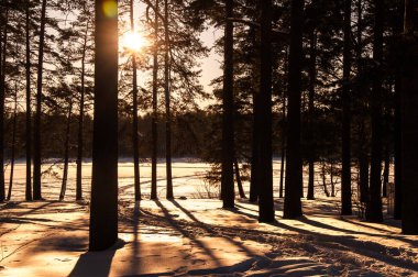 Kış ormanda günbatımı. Güneş ışınları ve ağaçların gölgeleri