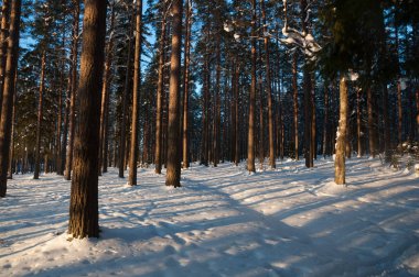 Kış ormanda günbatımı. Güneş ışınları ve ağaçların gölgeleri