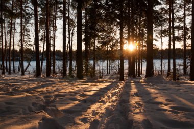 Kış ormanda günbatımı. Güneş ışınları ve ağaçların gölgeleri.