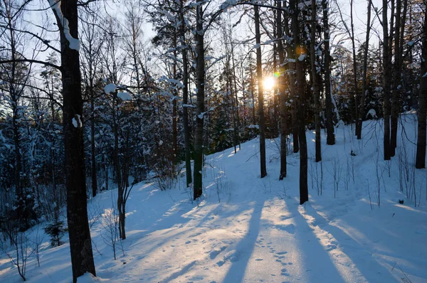 Захід Сонця Зимовий Ліс Сонячними Променями Тіні Дерев — стокове фото