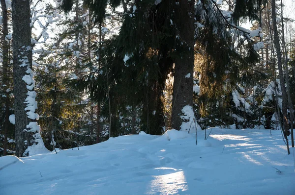 Sunset Winter Forest Sunbeams Shadows Trees — Stock Photo, Image