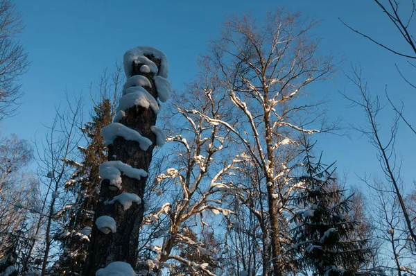 Снег Покрыл Деревья Фоне Голубого Неба — стоковое фото
