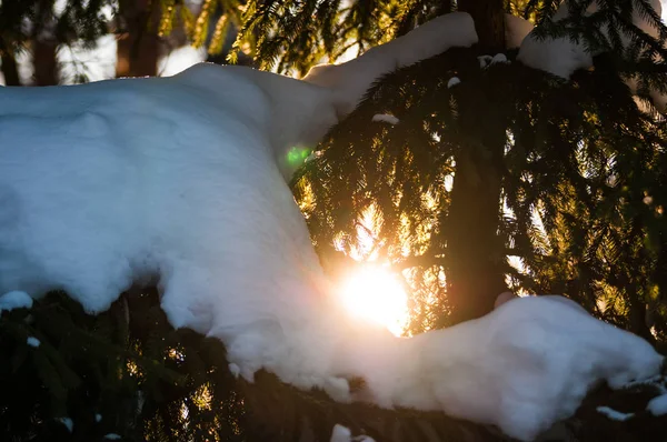 Snowed Pine Branches Sun Light Winter Sunset Forest — Stock Photo, Image