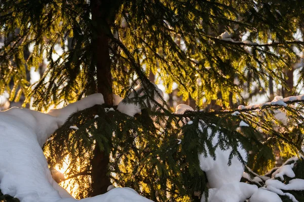 Snowed Pine Branches Sun Light Winter Sunset Forest — Stock Photo, Image
