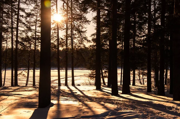 Kış ormanda günbatımı. Güneş ışınları ve ağaçların gölgeleri