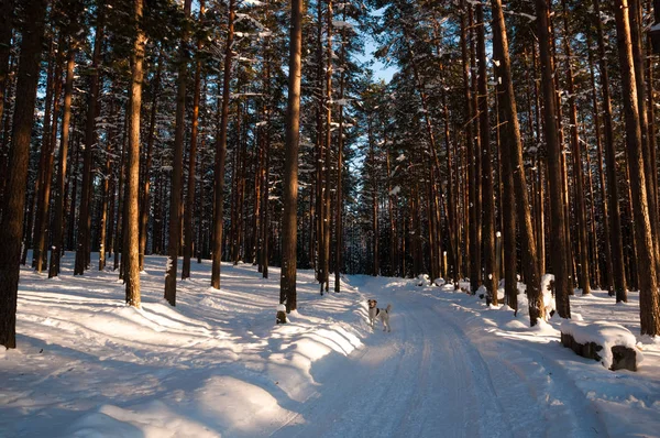 Дорога Зимовому Лісі Сонячні Промені Тіні Дерев — стокове фото