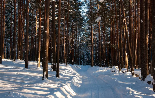 Дорога Зимовому Лісі Сонячні Промені Тіні Дерев — стокове фото