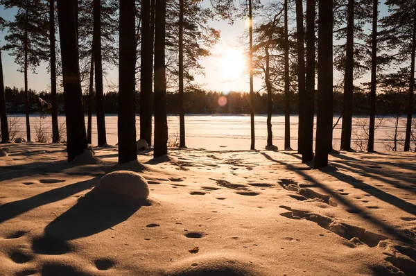 Puesta Sol Bosque Invierno Rayos Sol Sombras Árboles — Foto de Stock