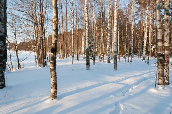 Atardecer Invierno Bosque Abedul Nevado Luz Solar Cálida — Foto de Stock