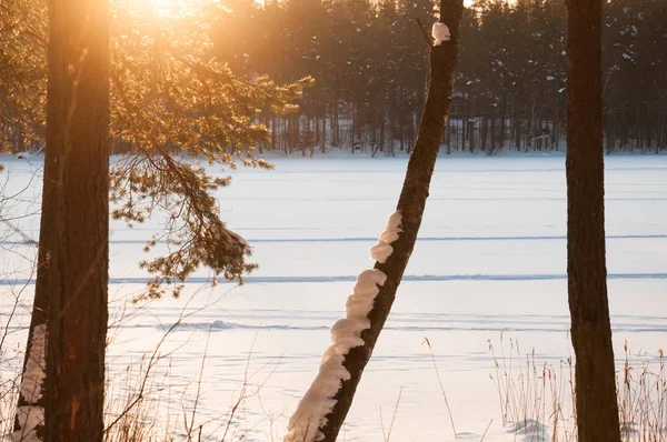 Puesta de sol en el bosque de invierno. Rayos de sol y sombras de árboles . — Foto de Stock