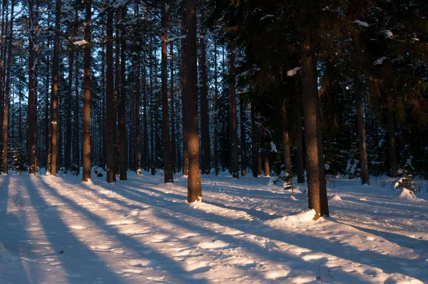 Sunset in the winter forest. Sunbeams and shadows of trees. — Stock Photo, Image