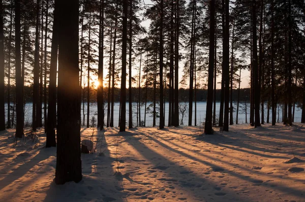 Puesta de sol en el bosque de invierno. Rayos de sol y sombras de árboles . — Foto de Stock