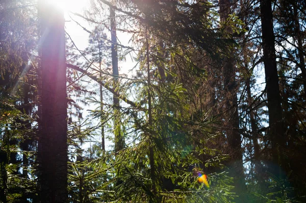 Ingesneeuwd pijnboomtakken in zonlicht. Zonsondergang in de winter in het bos. — Stockfoto