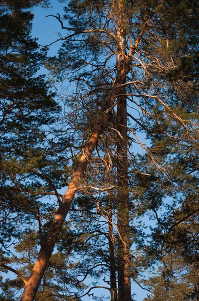 Падіння дерева в зимовому лісі на заході сонця . — стокове фото