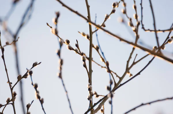 Blooming pussy willow Catkins and branches. Spring time scene. Closeup shot — Stock Photo, Image