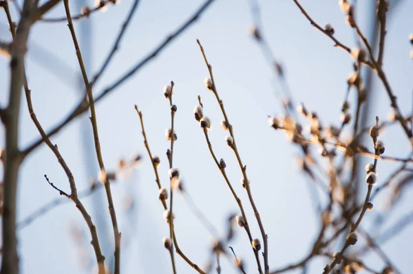 Blooming pussy willow Catkins and branches. Spring time scene. Closeup shot — Stock Photo, Image