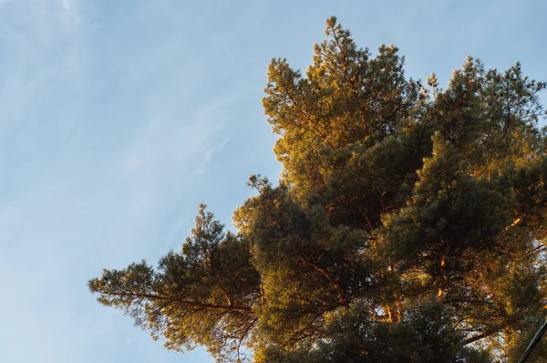 Сосна зверху і пухнасті гілки на фоні неба — стокове фото