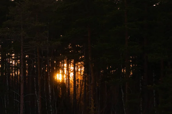 Puesta de sol en el bosque de pinos. Rayos del sol floreciendo a través de los árboles —  Fotos de Stock