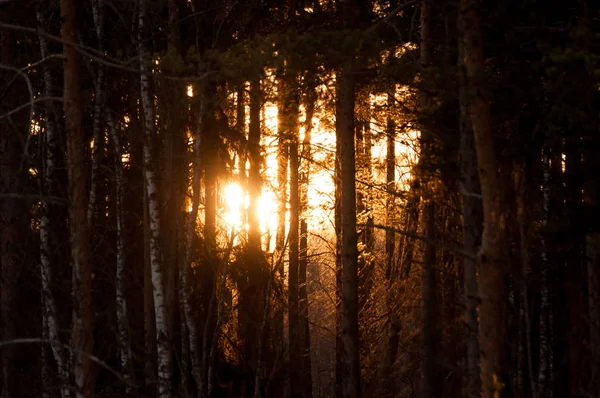 Puesta de sol en el bosque de pinos. Rayos del sol floreciendo a través de los árboles —  Fotos de Stock