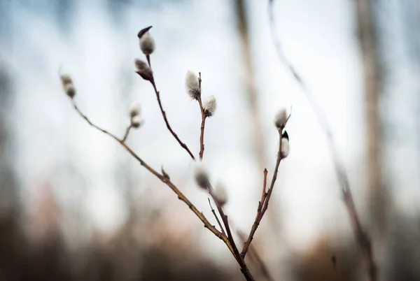 Blooming pussy willow Catkins and branches. Spring time scene. Closeup shot — Stock Photo, Image