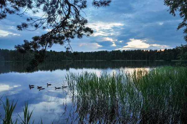 Patos Agua Del Lago Por Noche Naturaleza Paisaje — Foto de Stock