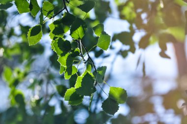 Doğal arka plan. Güneş ışığı bahar parlak taze huş ağacı yaprakları.