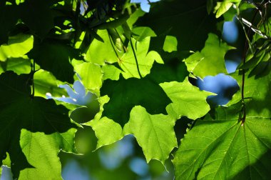Taze yeşil akçaağaç yaprakları dalda gün ışığıyla birlikte.