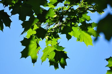 Taze yeşil akçaağaç yaprakları dalda gün ışığıyla birlikte.