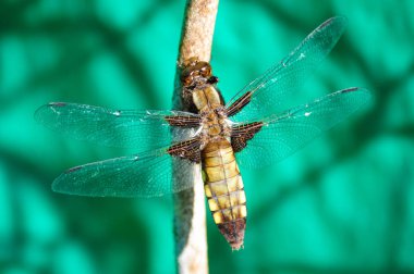Yusufçuk güneş ışığında yakın atış.