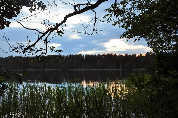 Pôr Sol Lago Noite Twilght Reeds Costa Verão Paisagem Rural — Fotografia de Stock