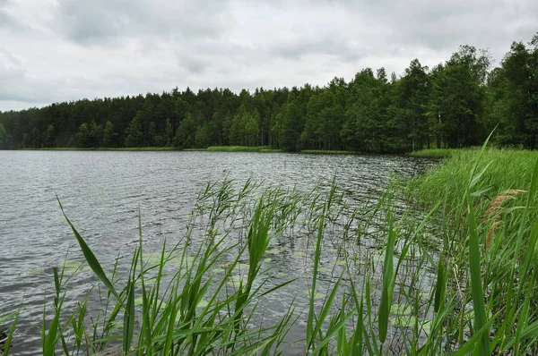 Sítina Zelené Rákosí Pobřeží Jezera — Stock fotografie